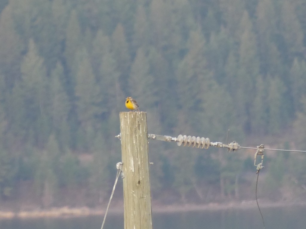 Western Meadowlark - ML634649101