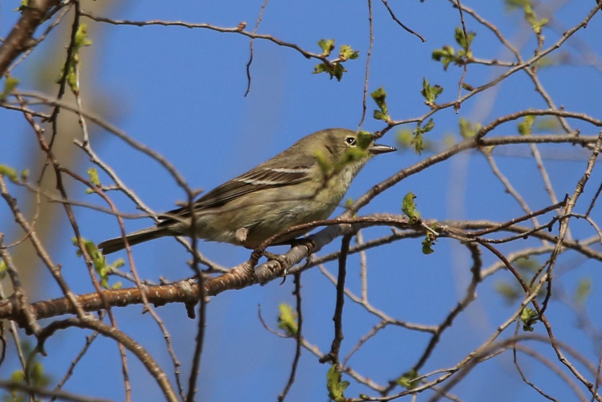 Pine Warbler - ML634649148