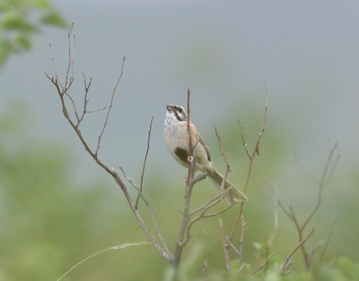Rufous-backed Bunting - ML634649221