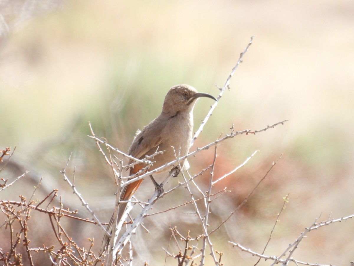 Crissal Thrasher - ML634649255