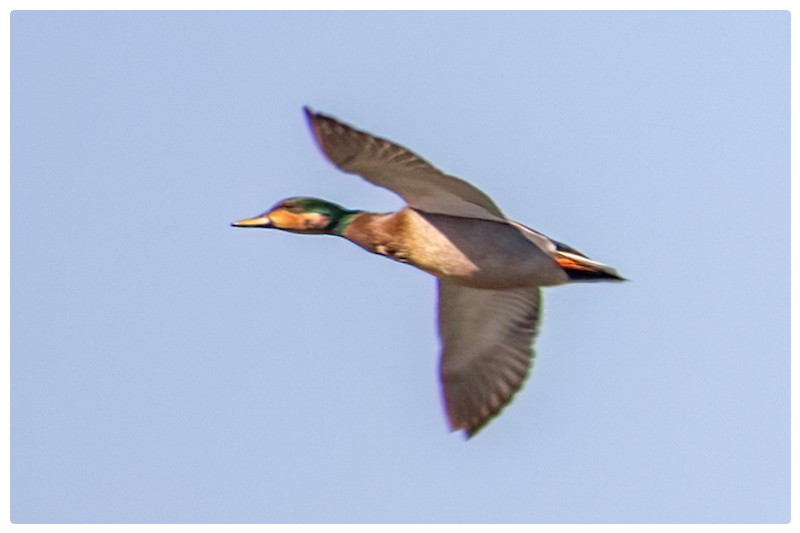 Gadwall x Mallard (hybrid) - ML634649256