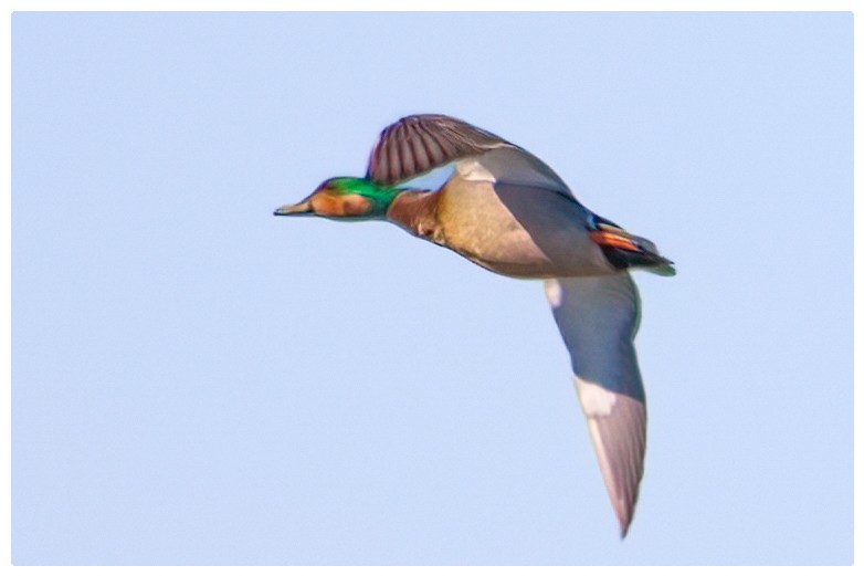 Gadwall x Mallard (hybrid) - ML634649257
