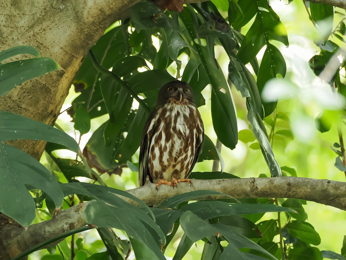 Northern Boobook - ML634649287