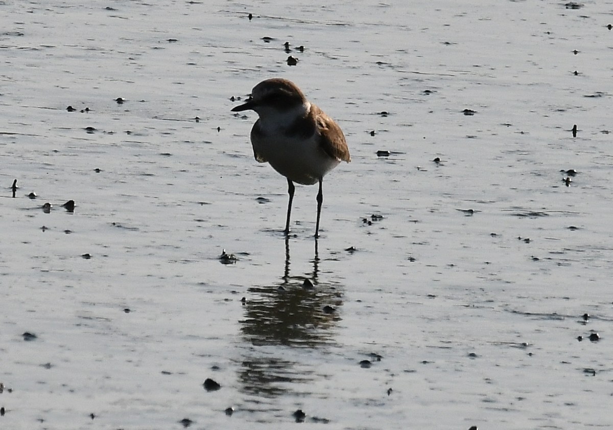 sand-plover sp. - ML634649403
