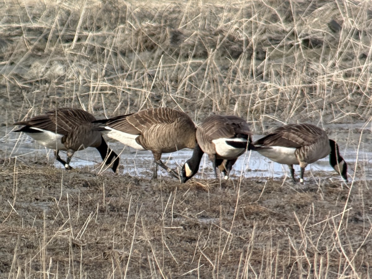 カナダガン - ML634649411
