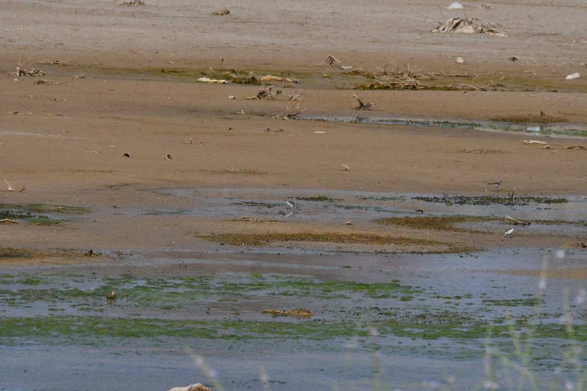 Calidris sp. - ML634649430