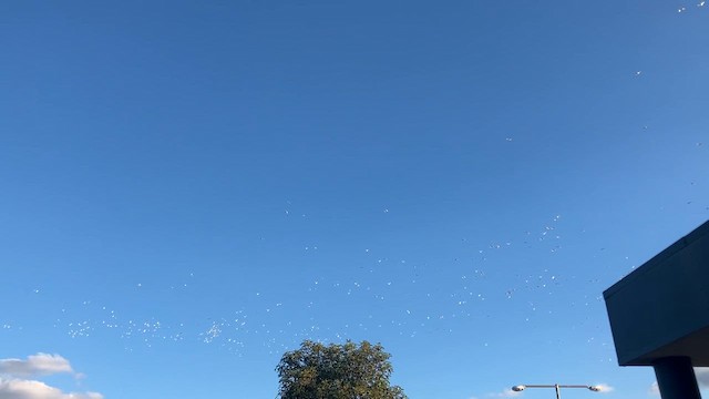 Little Corella - ML634649432