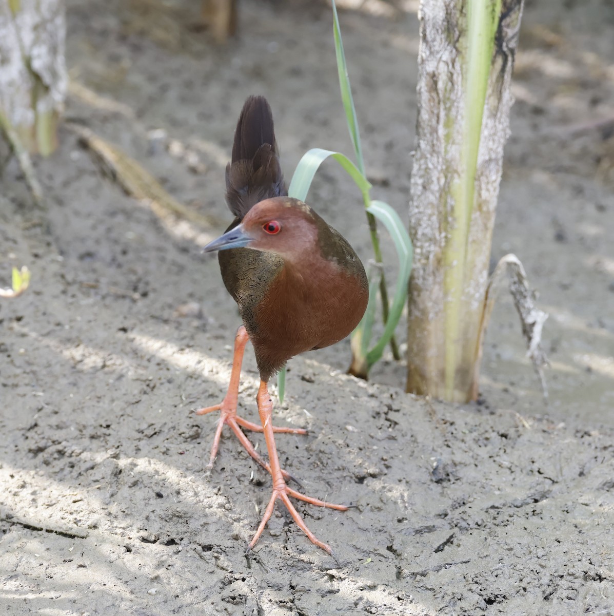 緋秧雞 - ML634649584