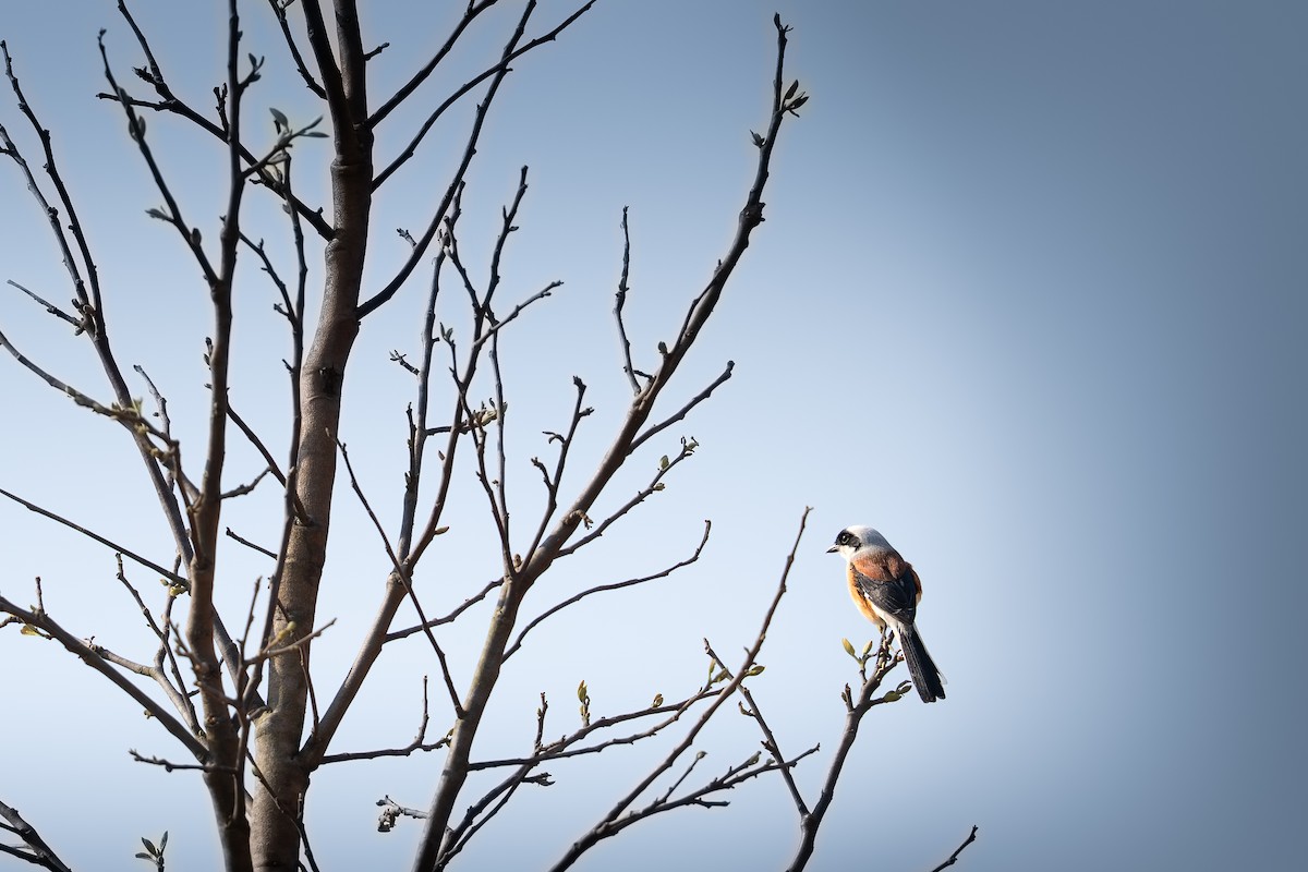 Bay-backed Shrike - ML634649607