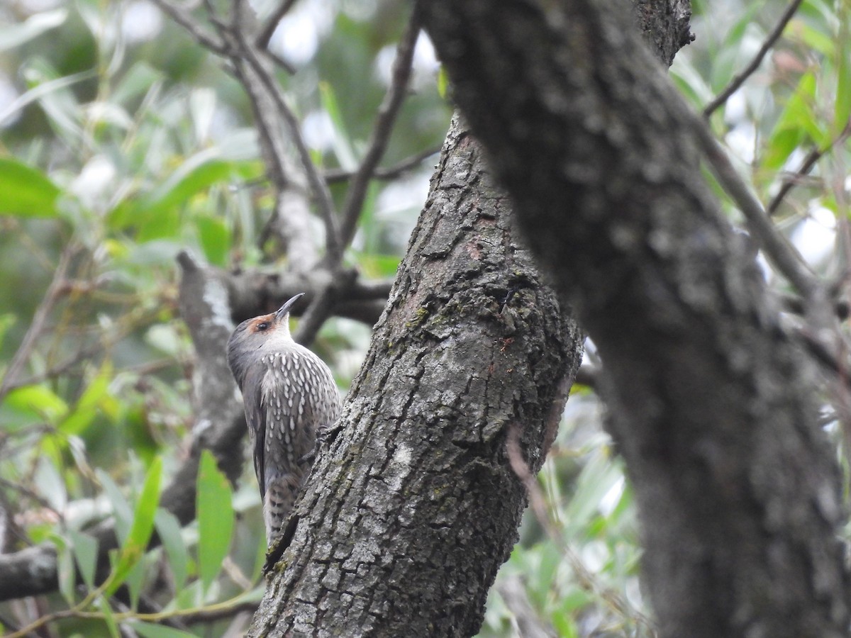 Red-browed Treecreeper - ML634649613