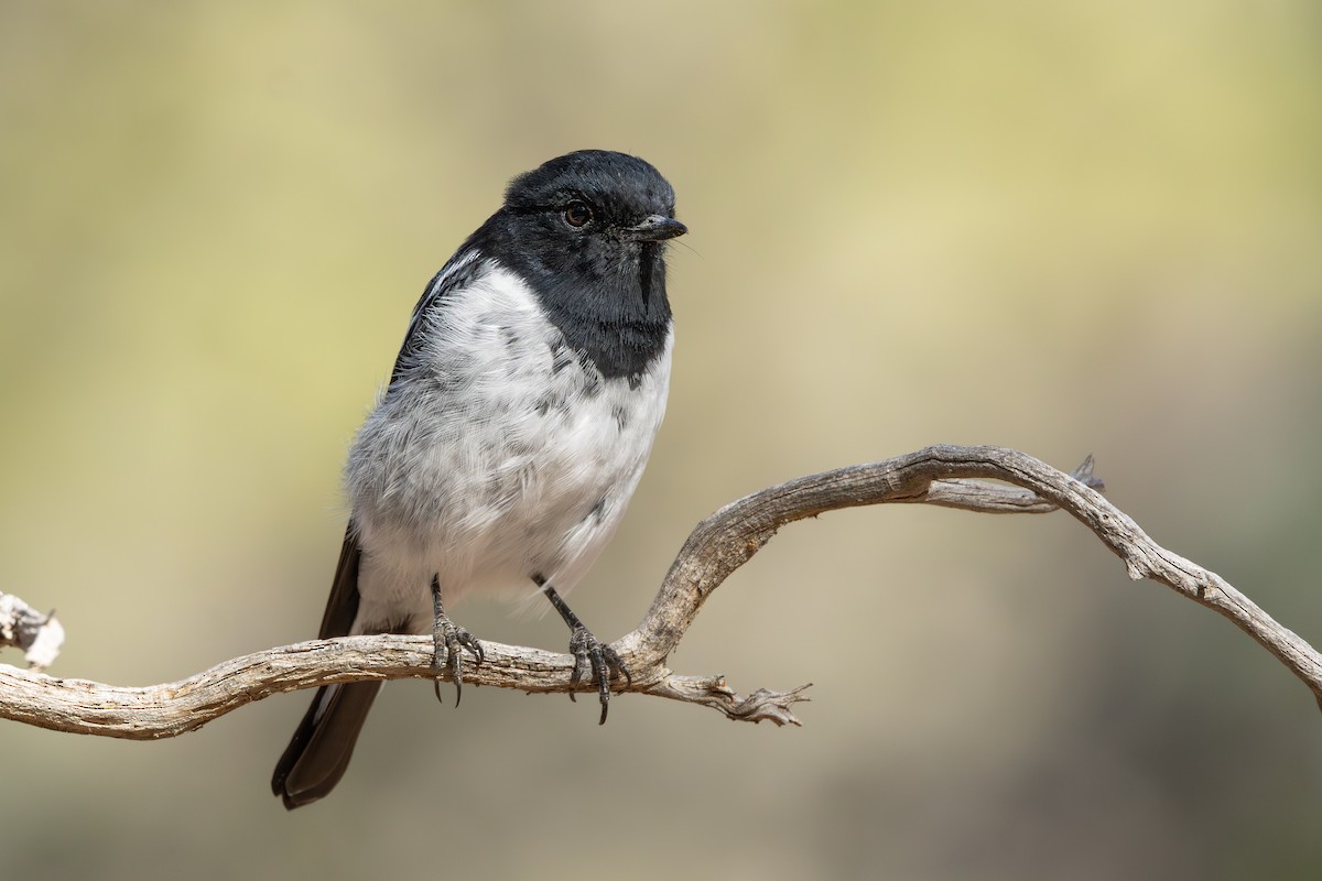 kutteflueskvett - ML634649733