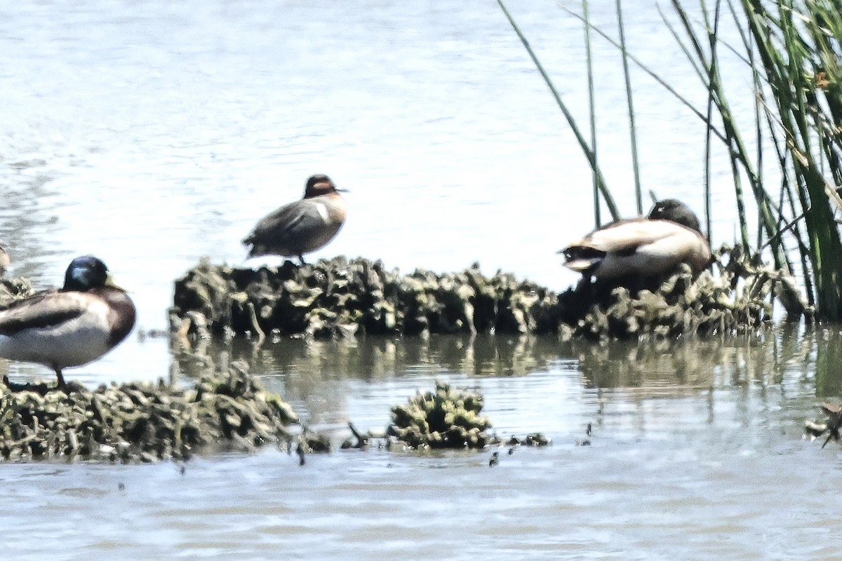 čírka obecná (ssp. crecca x carolinensis) - ML634649736