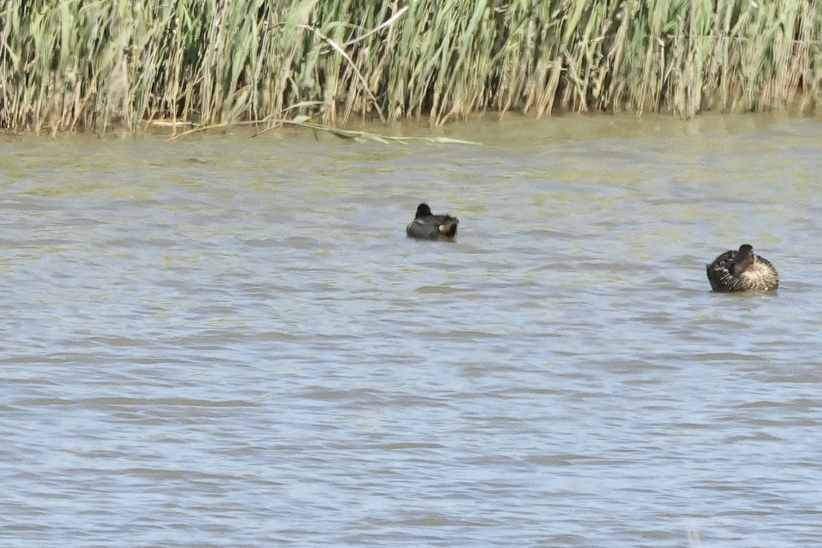 čírka obecná (ssp. crecca x carolinensis) - ML634649742