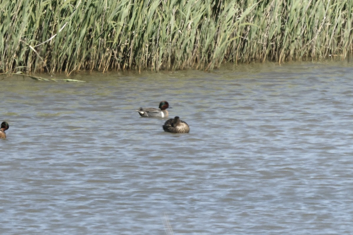 čírka obecná (ssp. crecca x carolinensis) - ML634649745