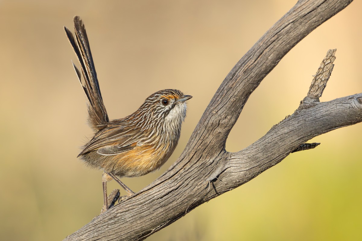 Striated Grasswren - ML634649764
