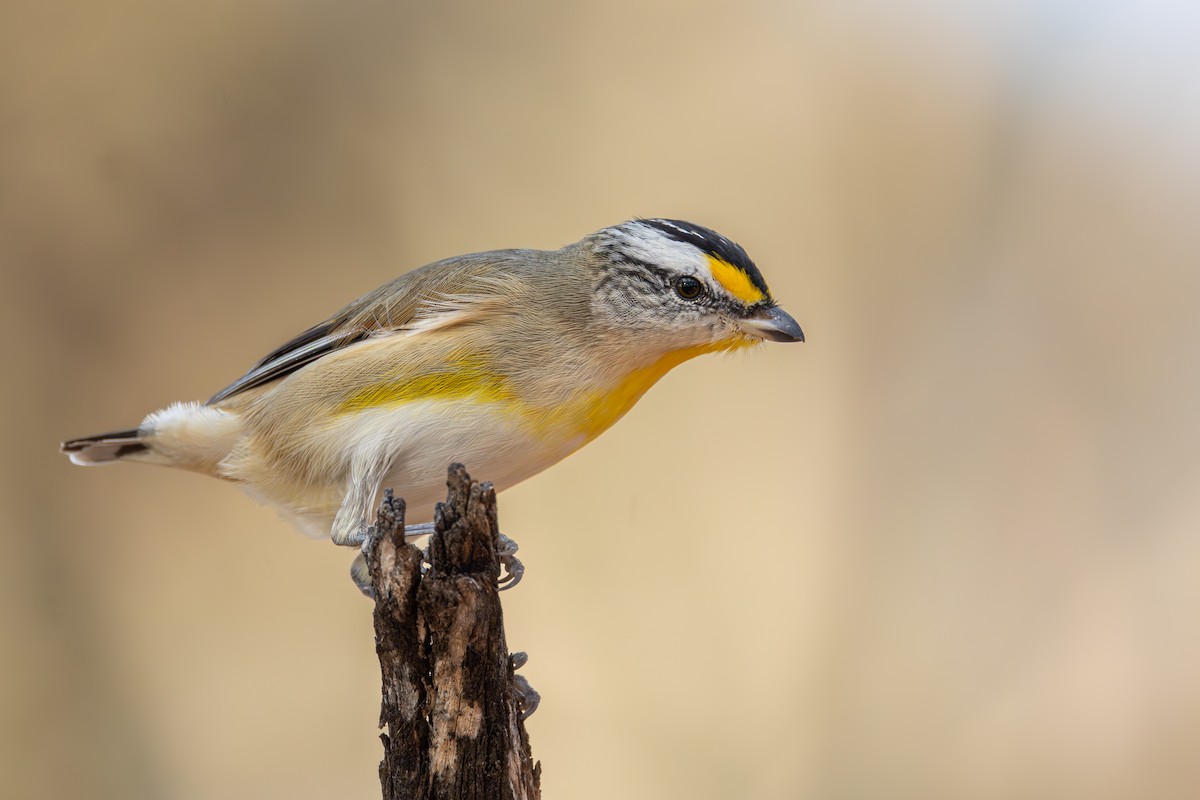 Striated Pardalote - ML634649770