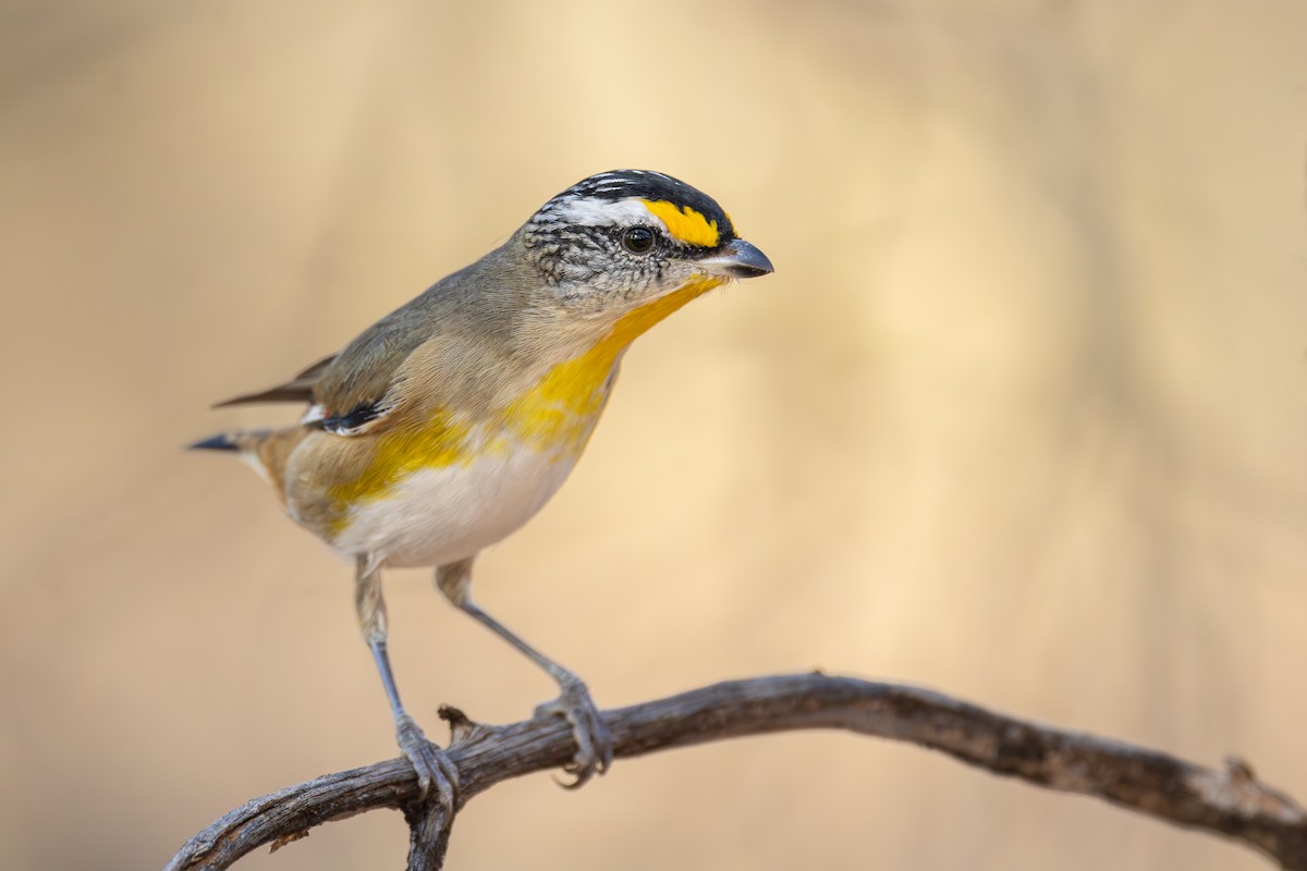 Striated Pardalote - ML634649771
