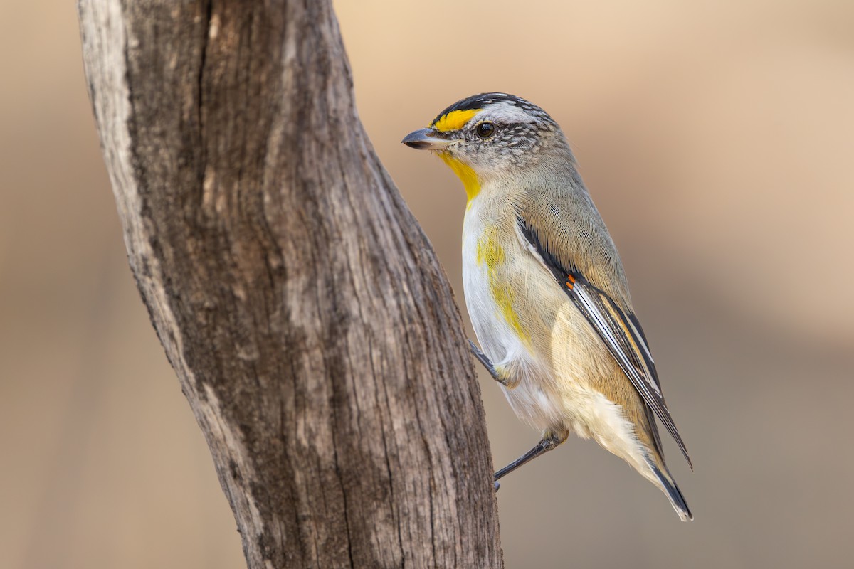 Striated Pardalote - ML634649772