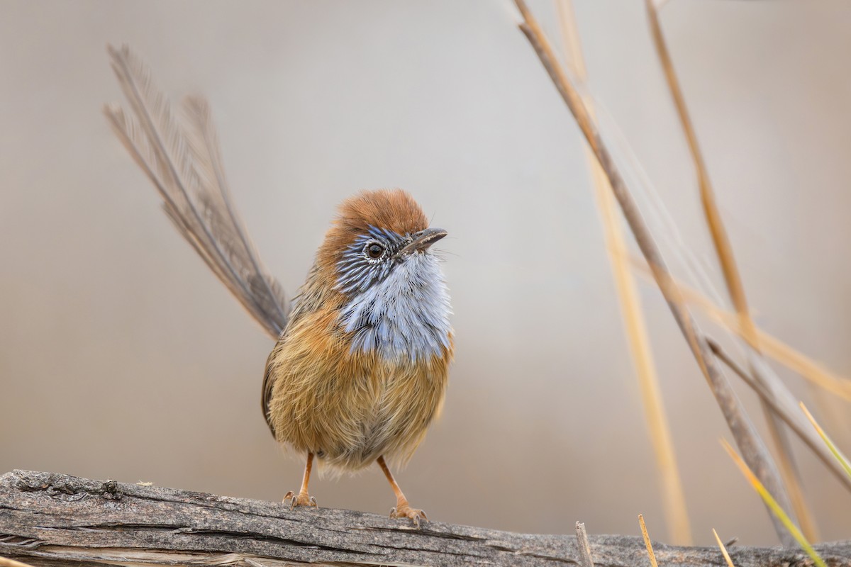 Mallee Emuwren - ML634649773