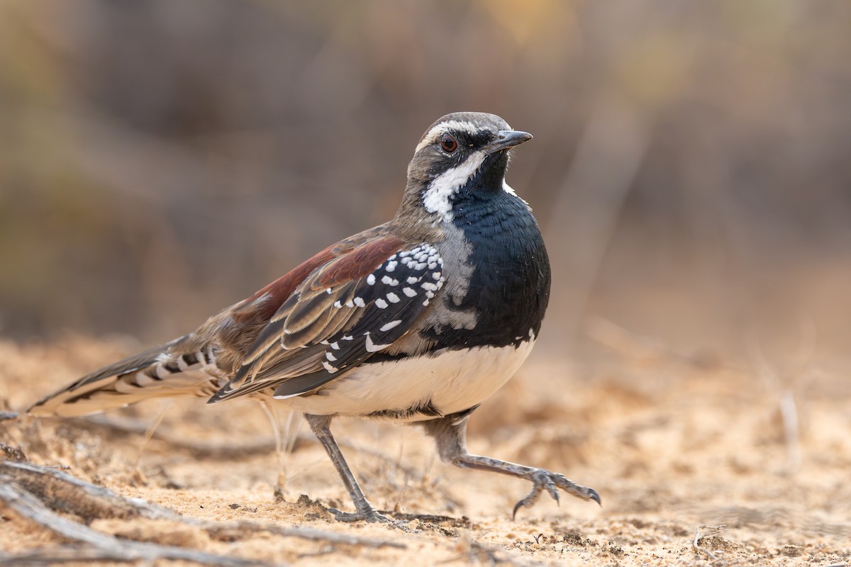 Chestnut Quail-thrush - ML634649777
