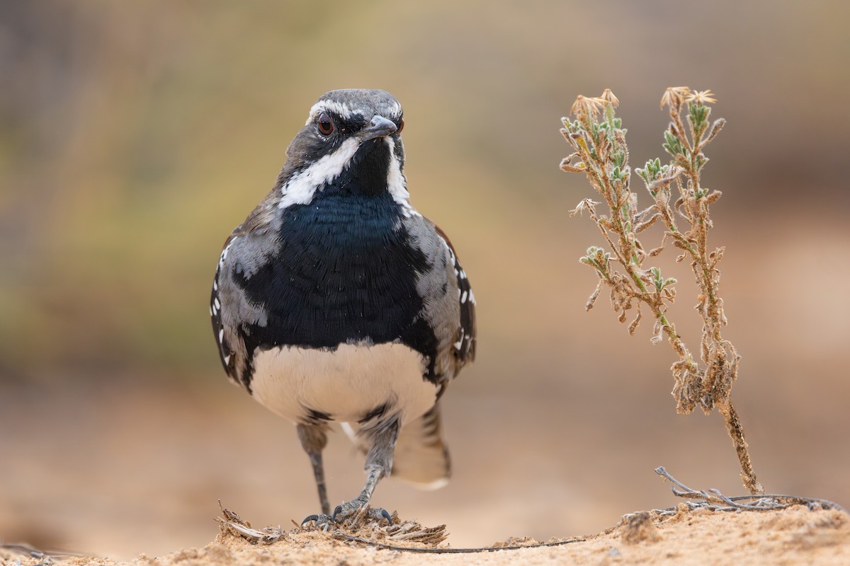 Chestnut Quail-thrush - ML634649778