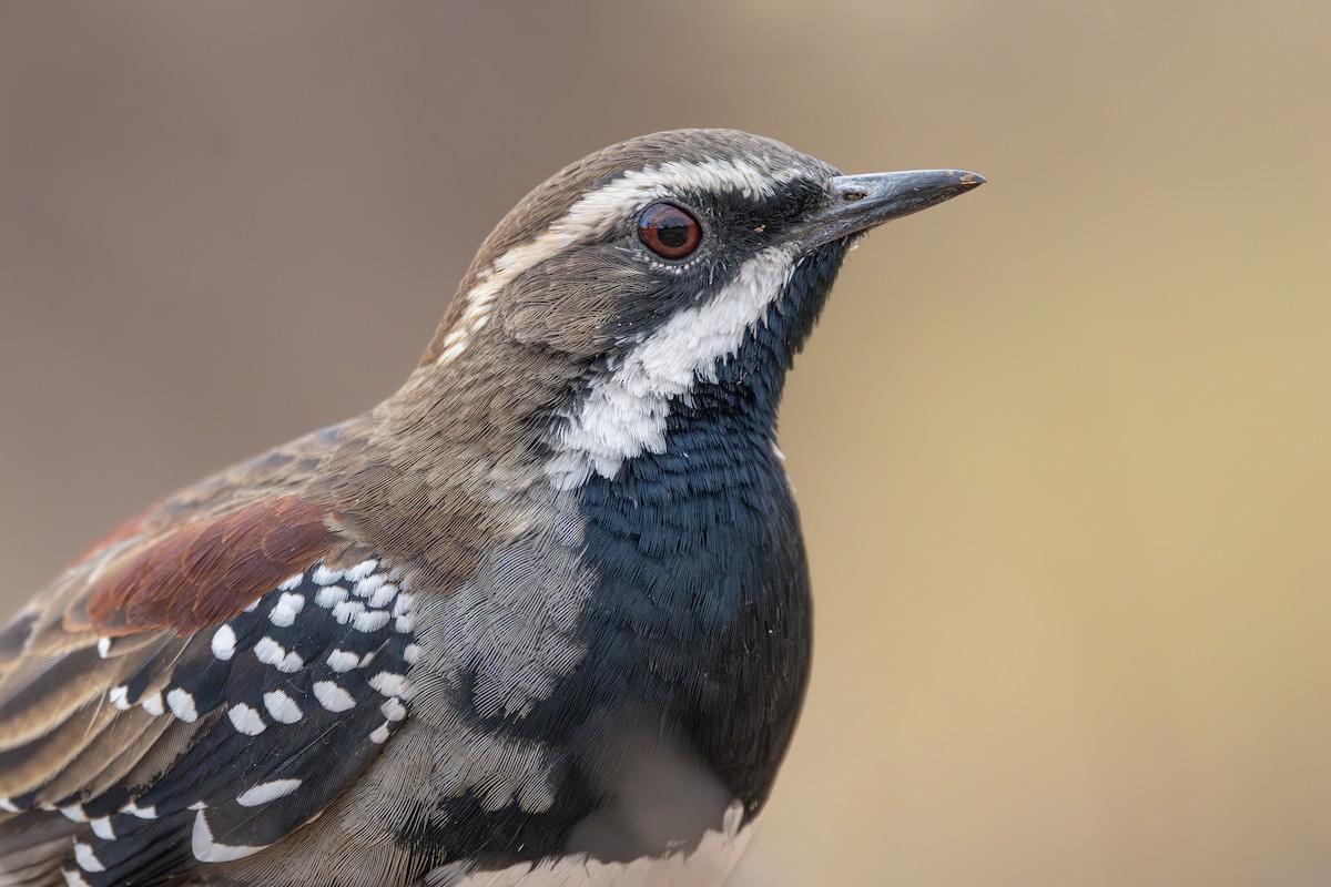 Chestnut Quail-thrush - ML634649779