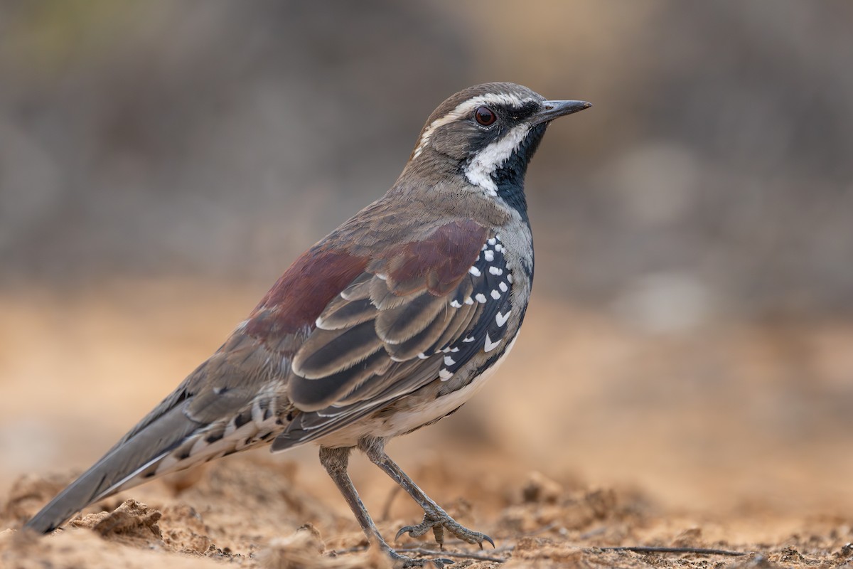 Chestnut Quail-thrush - ML634649780