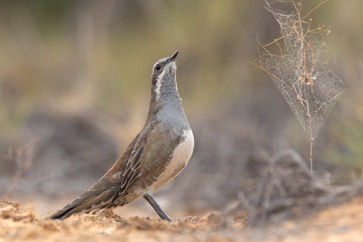 Chestnut Quail-thrush - ML634649784
