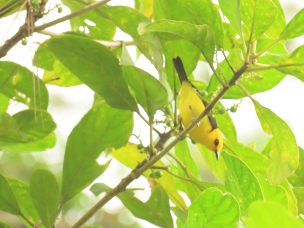 Black-and-yellow Tanager - ML634649825