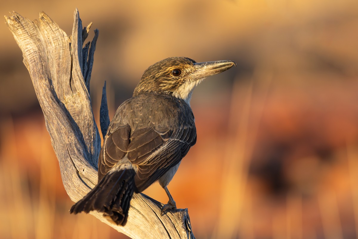 Gray Butcherbird - ML634649835