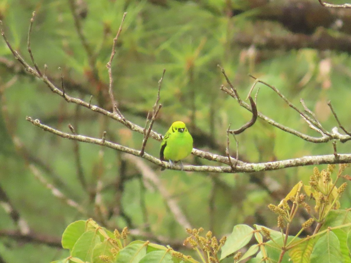 Emerald Tanager - ML634649838