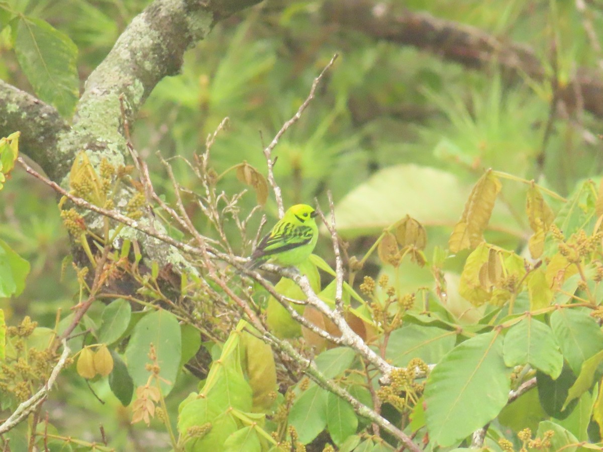 Emerald Tanager - ML634649839