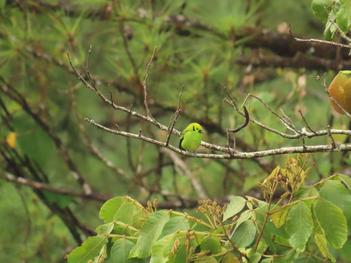 Emerald Tanager - ML634649840