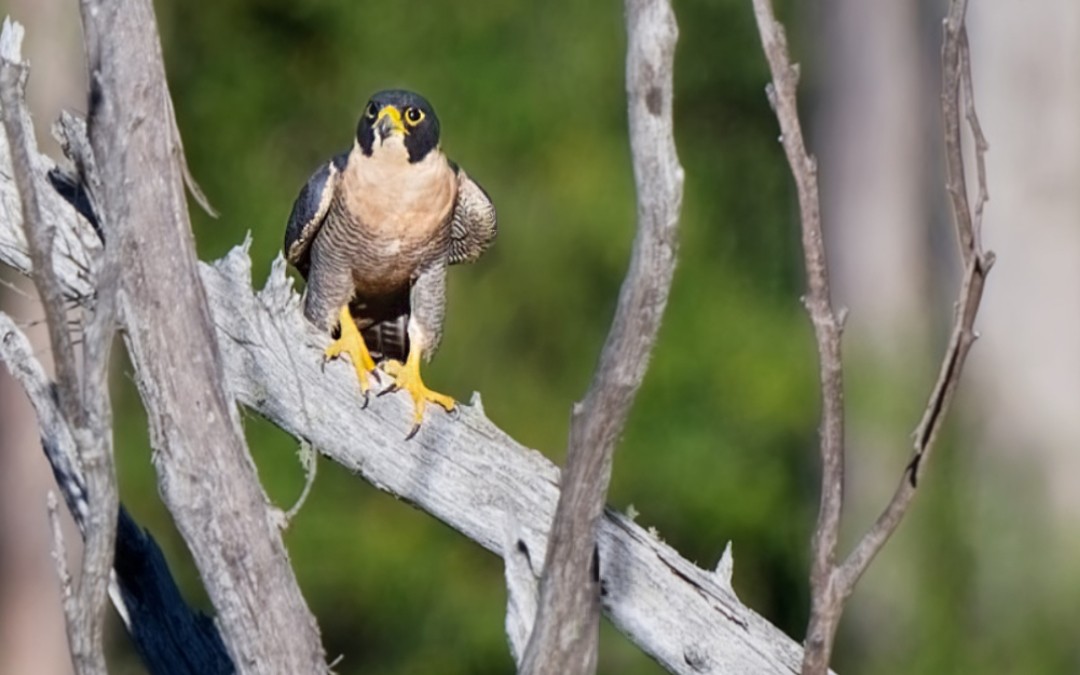 Peregrine Falcon - ML634649915