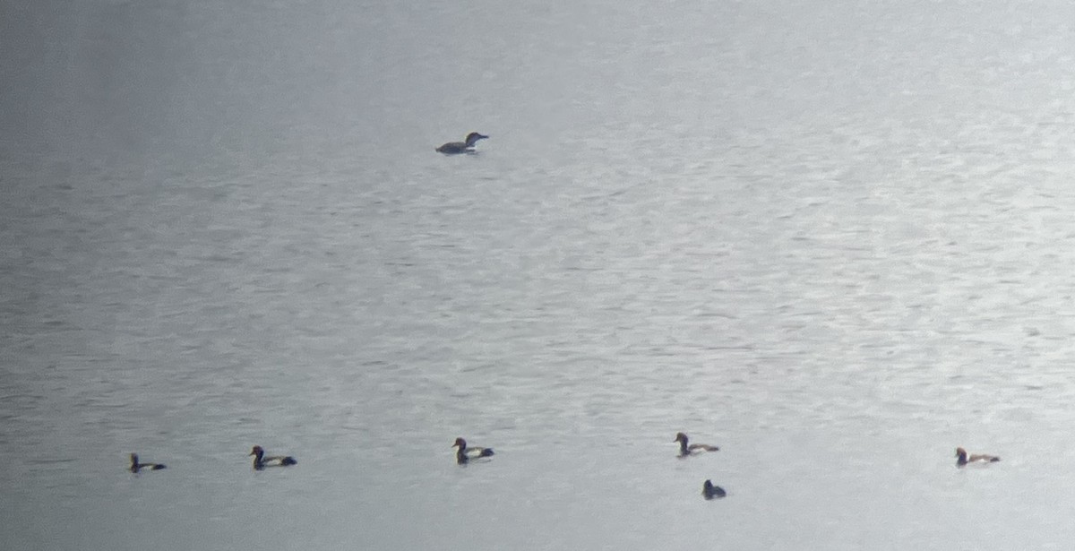 potáplice lední - ML634649933