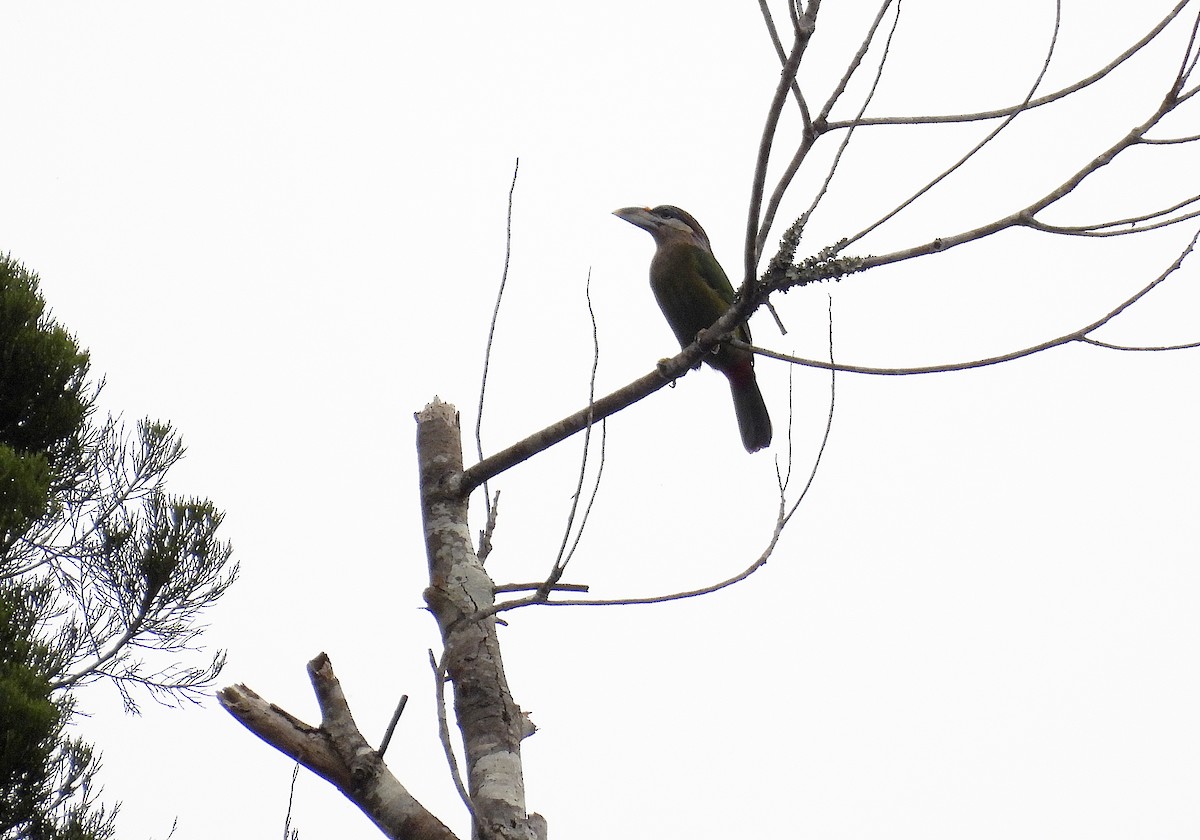 Red-vented Barbet - ML634649949