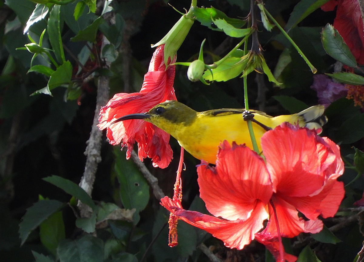 Sahul Sunbird - ML634650008