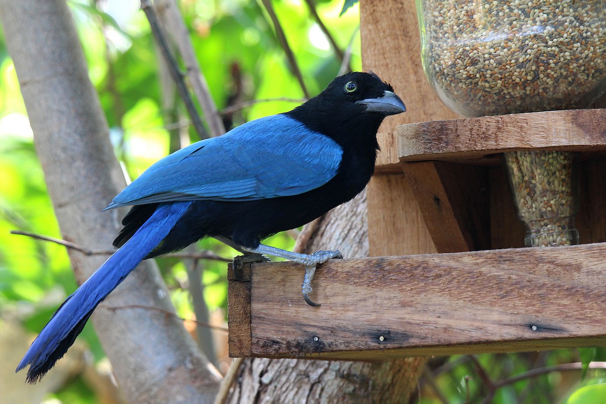San Blas Jay - ML634650010