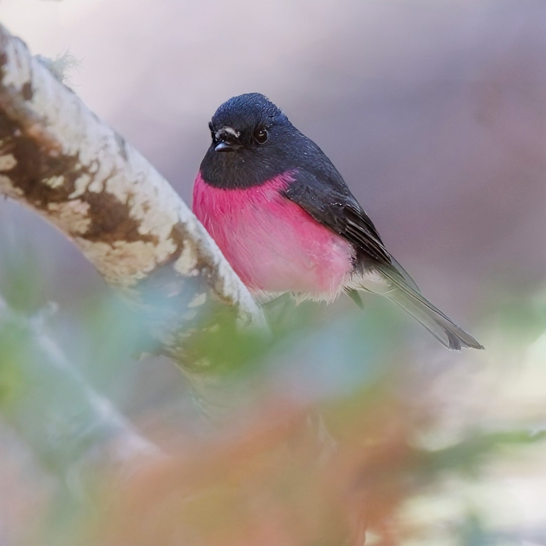 Pink Robin - ML634650258