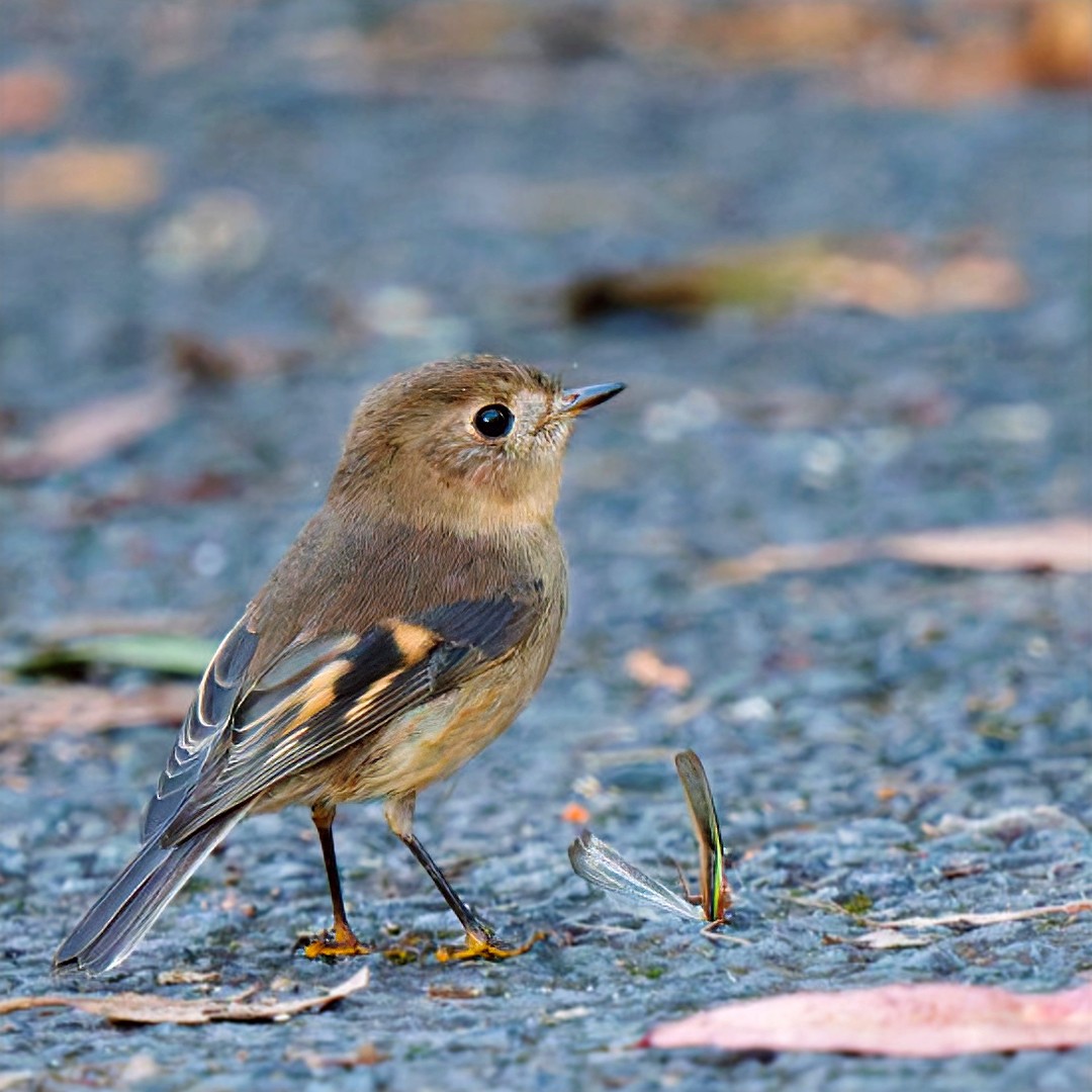 Pink Robin - ML634650259