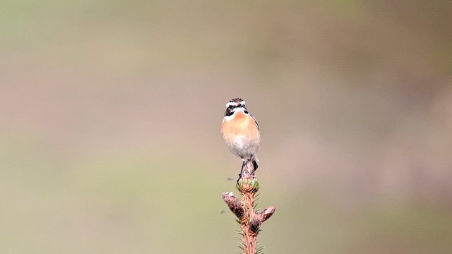 Whinchat - ML634650328