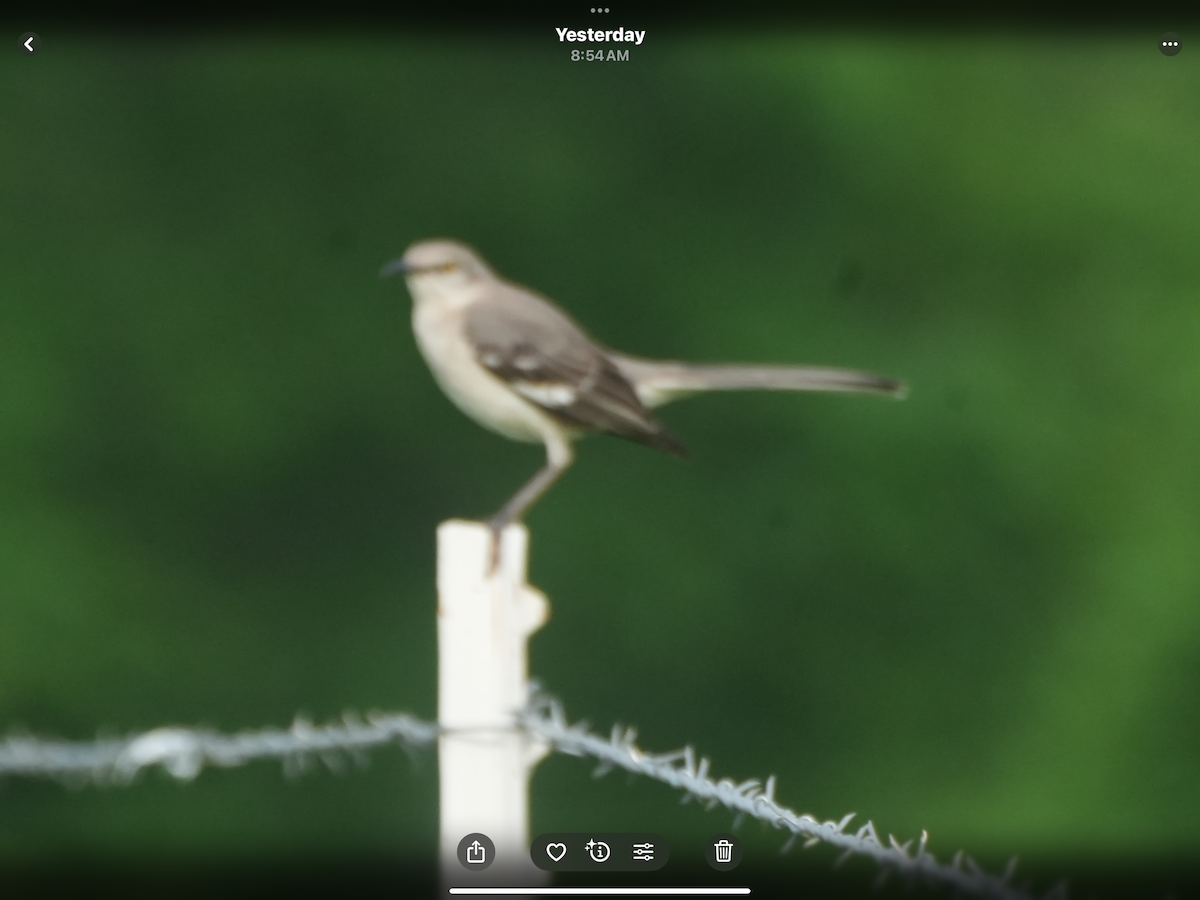 Northern Mockingbird - ML634650464