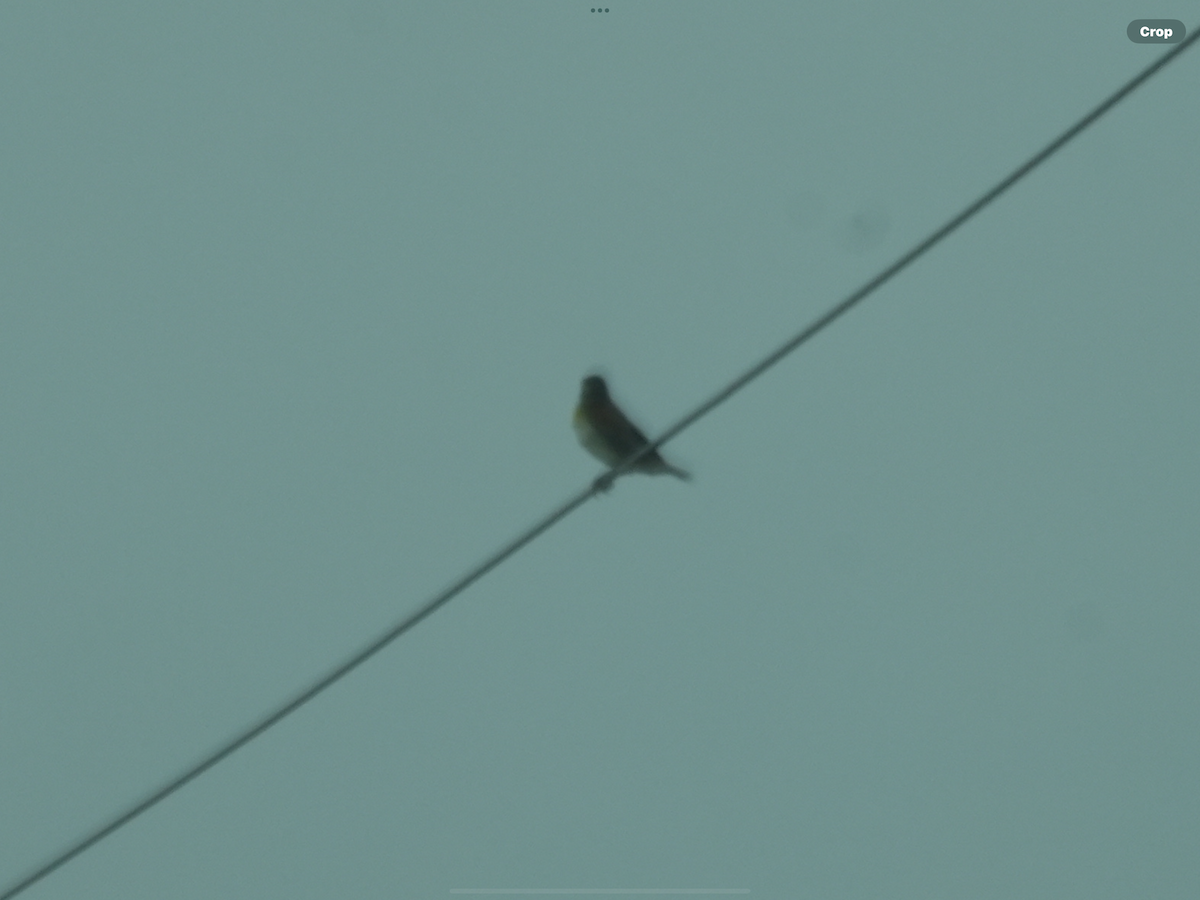 Dickcissel - ML634650536