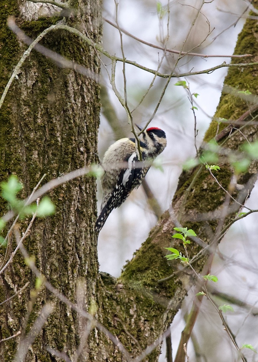 Yellow-bellied Sapsucker - ML634650551