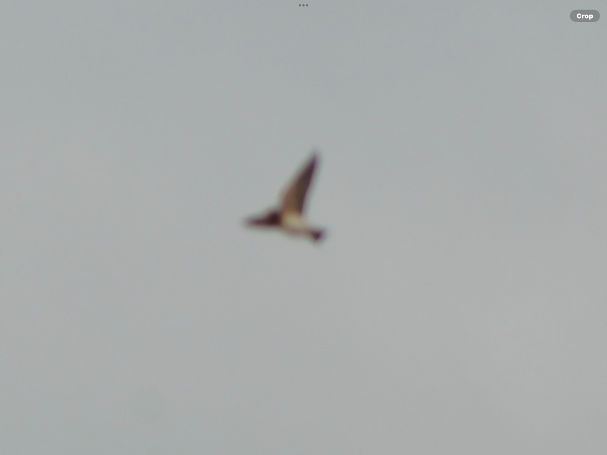 Cliff Swallow - ML634650561