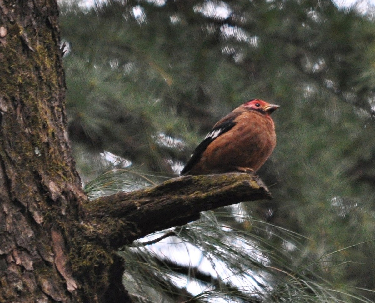 Spectacled Finch - ML634650566