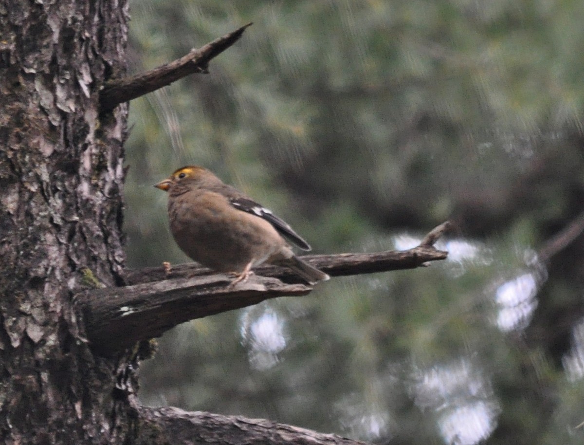 Spectacled Finch - ML634650577