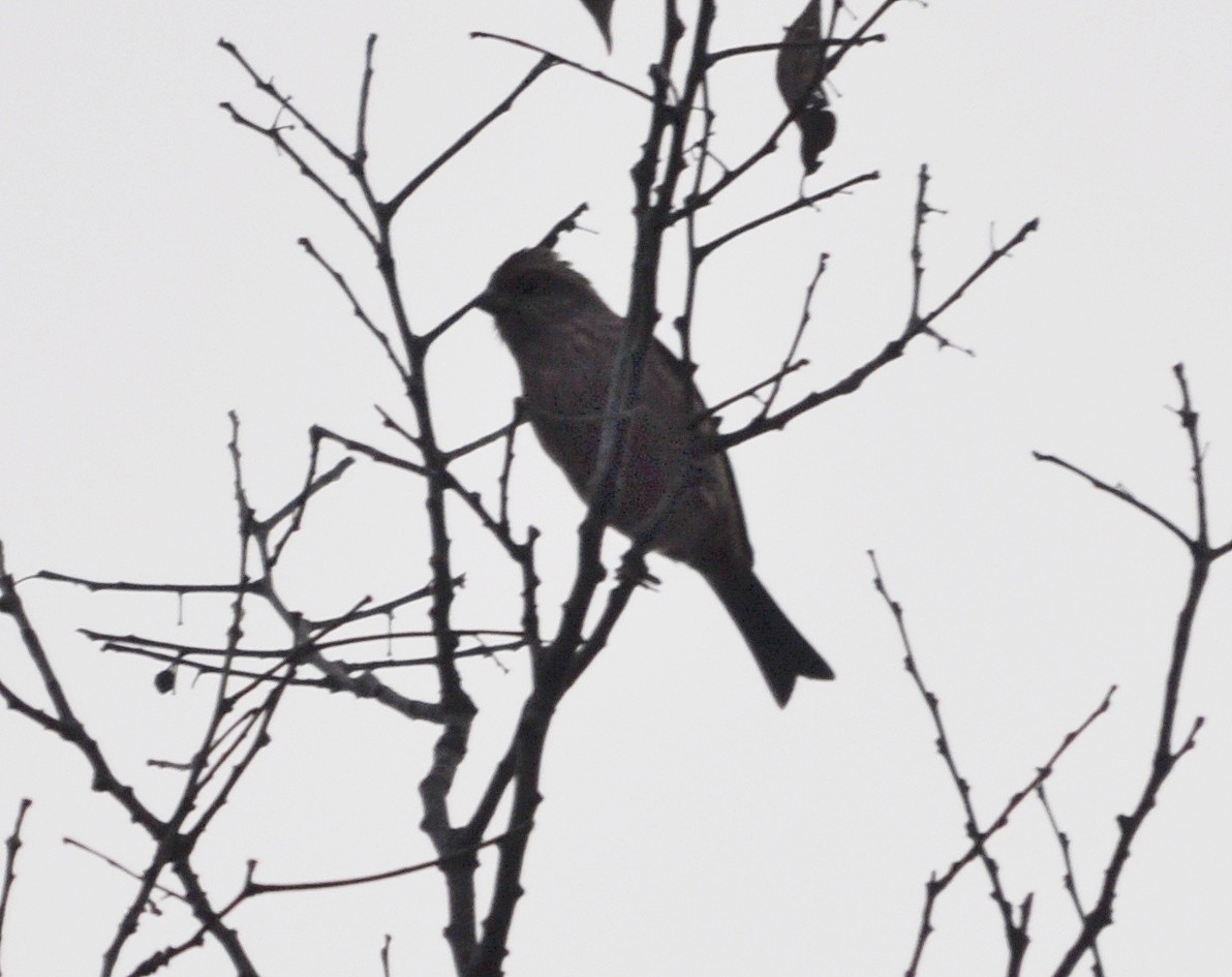 Pink-browed Rosefinch - ML634650592