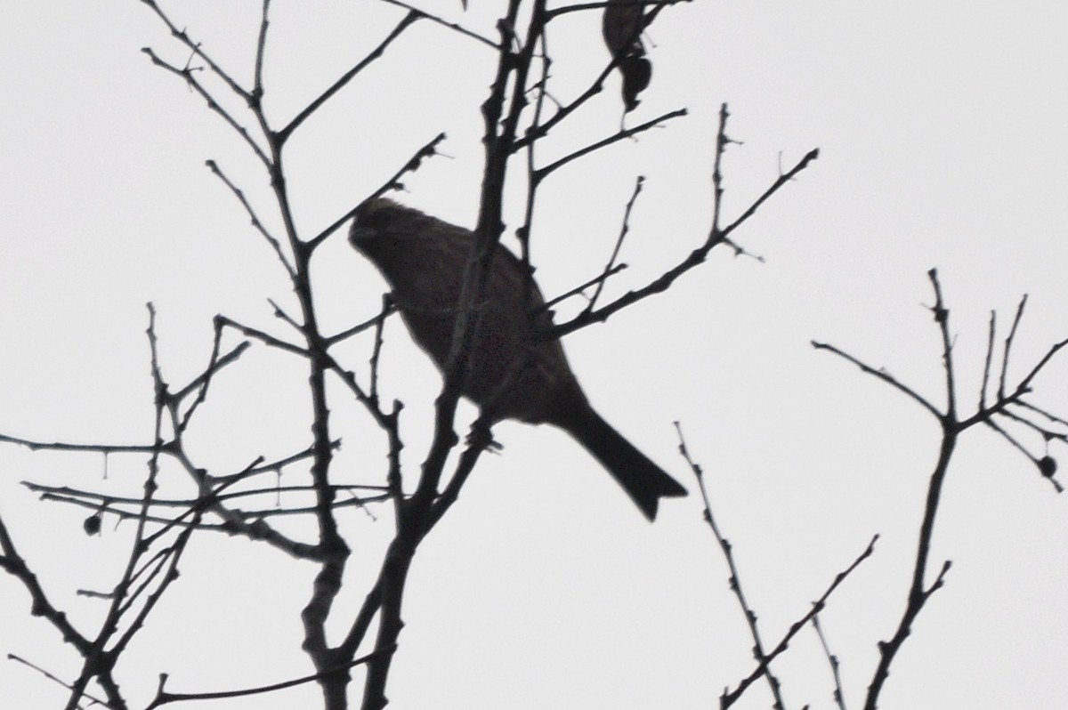 Pink-browed Rosefinch - ML634650593