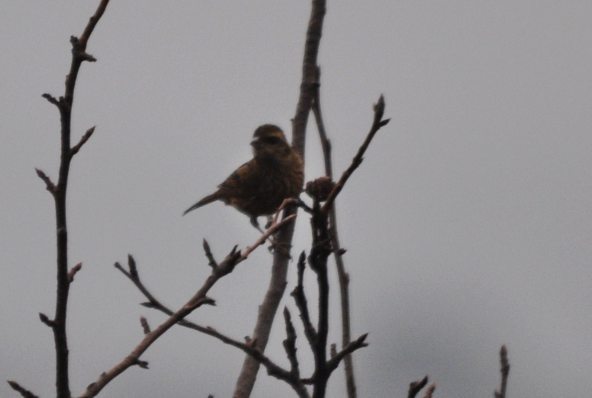 Pink-browed Rosefinch - ML634650594